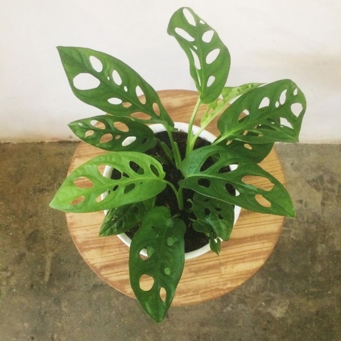 Jual monstera bolong - tanaman janda bodong - Kab. Bogor ...