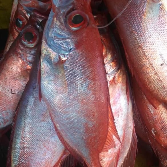 Gambar Ikan Ikan Merah