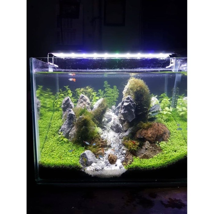 Jual Aquascape Iwagumi Style Kota Yogyakarta Super Platinum Tokopedia