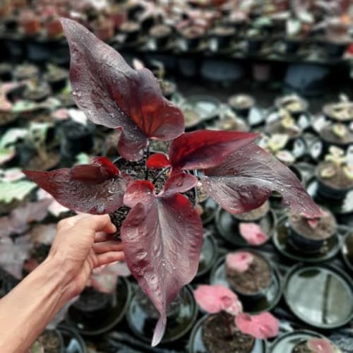 Tanaman Hias Caladium - Tips dan Trik Pertanian