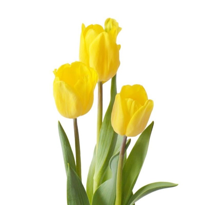 Jual Bunga Tulip Asli Strong Gold Kuning Isi 10 Bunga Import Fresh Jakarta Selatan Gaia Arts N Crafts Tokopedia