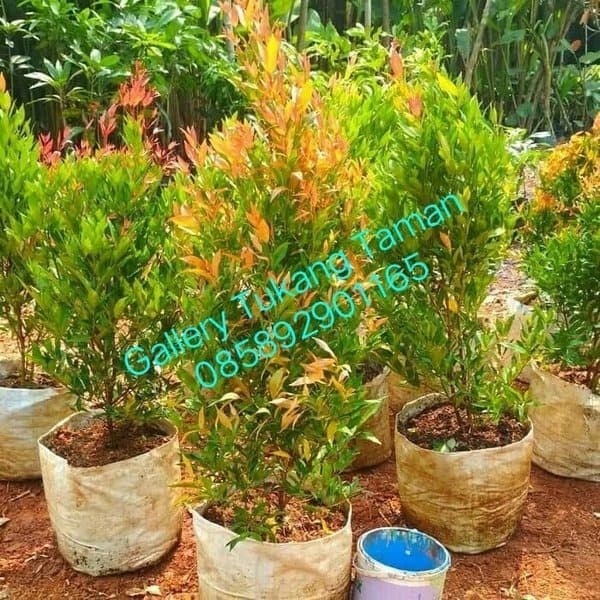 Jual Promo Tanaman  Hias  Pucuk Merah Tinggi  1 meter 