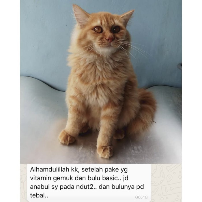 20 Kapsul Untuk Melebatkan Bulu Kucing  Lazada Indonesia