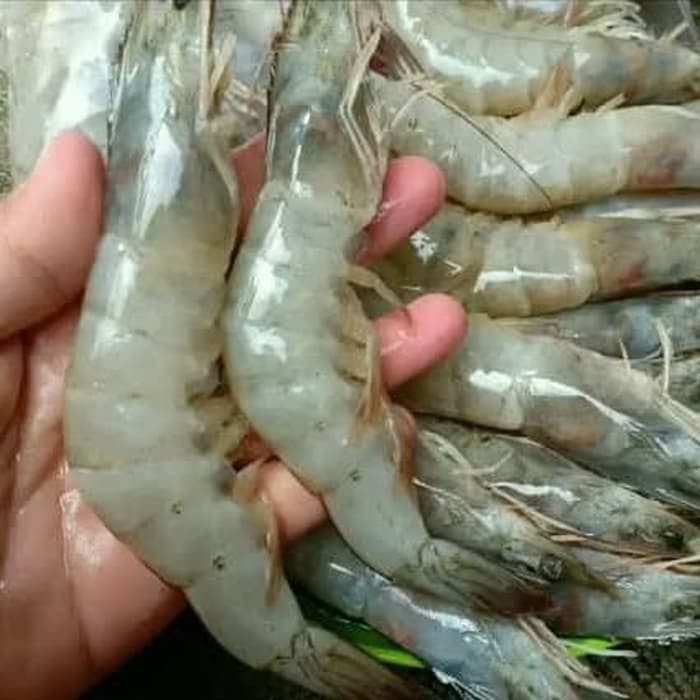 Jual Udang Vaname Peci Size Besar 50 60 Kg Harga Per 250gram Jakarta Barat Akusuka Bahanberkwalitas Tokopedia