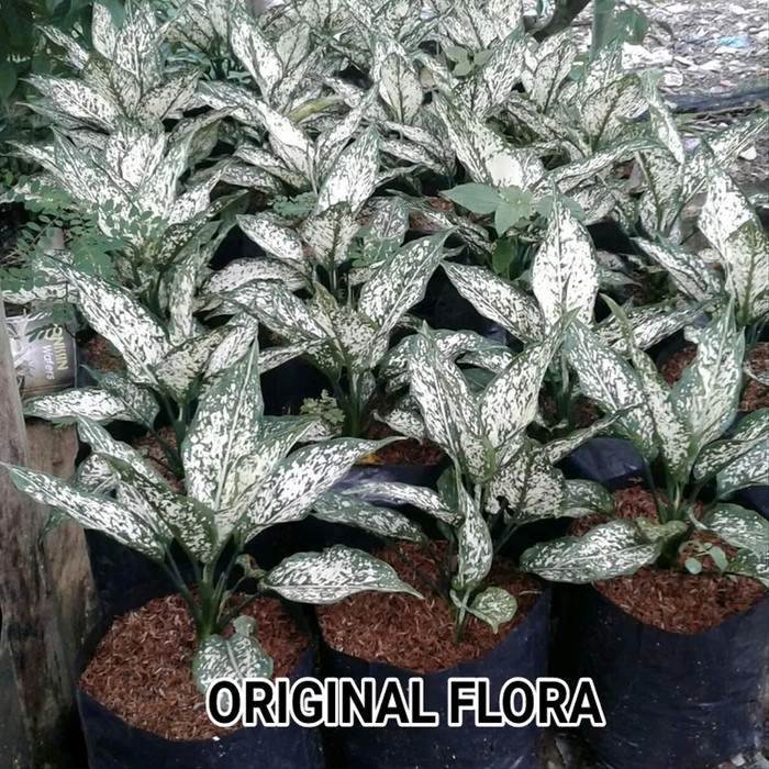 Jual Snow  White  Bibit Tanaman Hias Aglaonema  Snow  White  