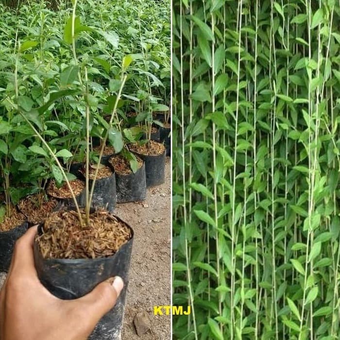 Jual Tanaman Hias Lee Kwan yew Li Kuan Yu Tanaman Jual Tanaman Hias Lee Kwan yew Li Kuan Yu Tanaman