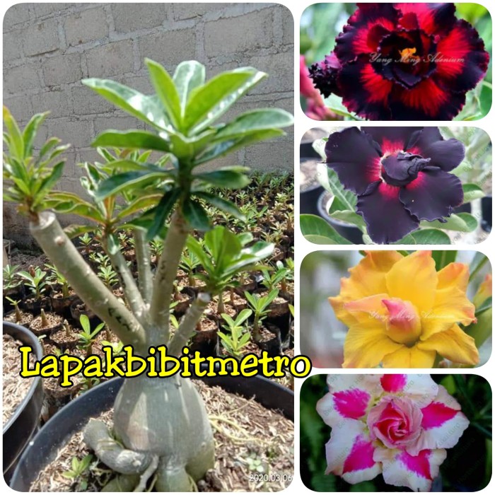 Jual Size D Bibit Bunga Kamboja Jepang Adenium 1 Pohon 4 Warna Kota Metro Lapak Bibit Metro Tokopedia