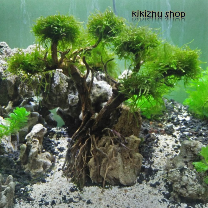 Jual Pohon Bonsai Aquascape Aquarium Tree On A Stone Kota Tangerang Selatan Kikizhu Shop Tokopedia