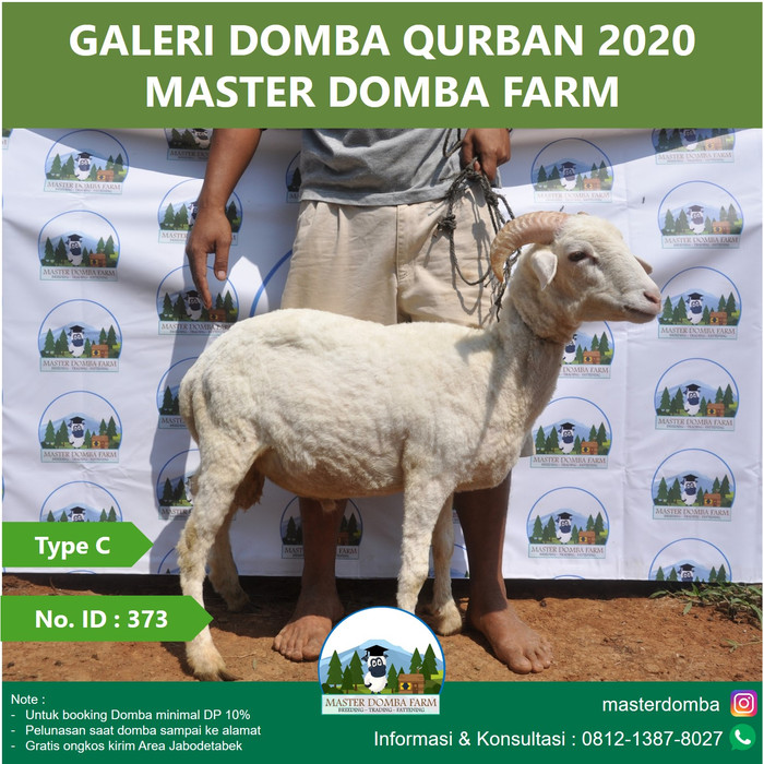 Jual DP Hewan Qurban Domba / Kambing Kurban Bobot 25 kg  