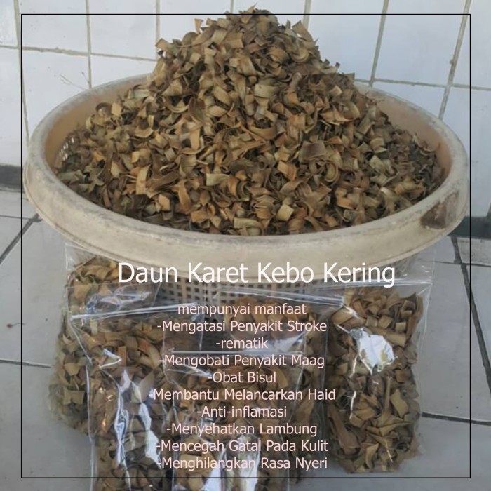 Jual Daun  Karet Kebo Kering 20 Gram Mengobati Stroke  Obat  