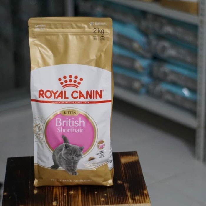 british shorthair hypoallergenic