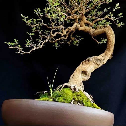 Bonsai Murbei Juara Cahunit Com