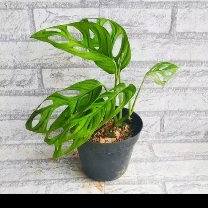 Tanaman Hias Janda Bolong 2 Warna | Cahunit.com