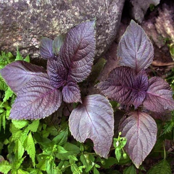 Jual Benih Bibit Shiso Perilla Purple Merah Haira Seed Kota Bandung Toko Galaxy Bandung Tokopedia Ongkos kirim paket sudah diterima. benih bibit shiso perilla purple merah haira seed