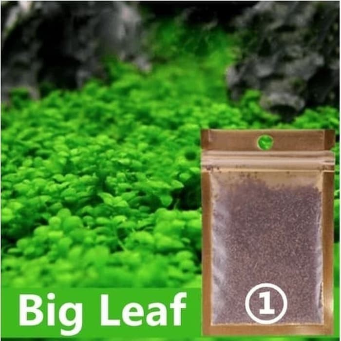 Jual Bibit Benih Big Leaf Grass Carpet Seed Aquascape Aquarium Plant