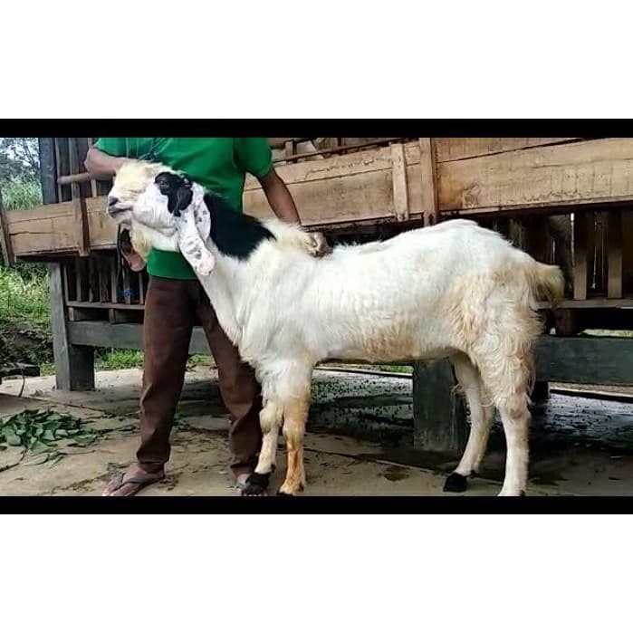 Jual Kambing Qurban / Kurban 2020 70Kg - Kab. Bogor  