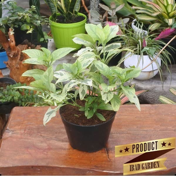 Jual TANAMAN HIAS GANTUNG UNIK ruellia variegata Kab Jual TANAMAN HIAS GANTUNG UNIK ruellia variegata Kab