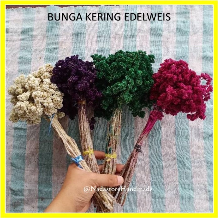 Jual BUNGA  KERING EDELWEIS  EDELWEISS PUTIH  NATURAL DRIED 