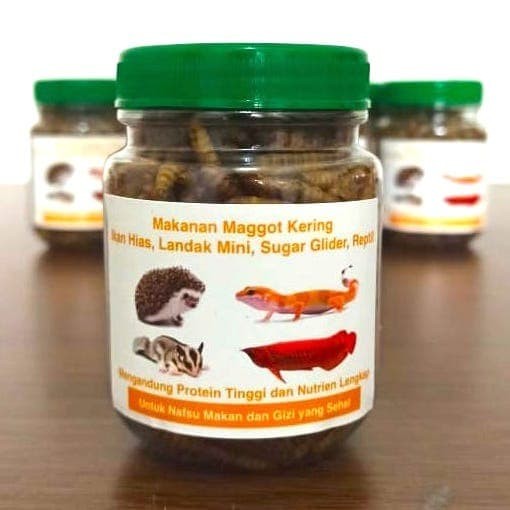 Jual Makanan  Magot Kering untuk Ikan Hias Landak Mini 