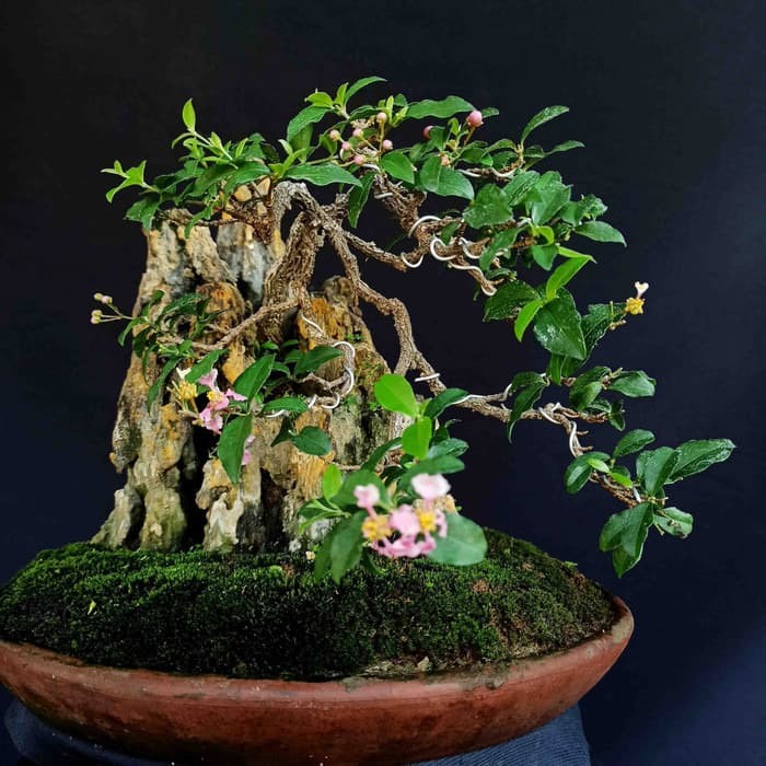 Harga Bonsai Murbei Juara