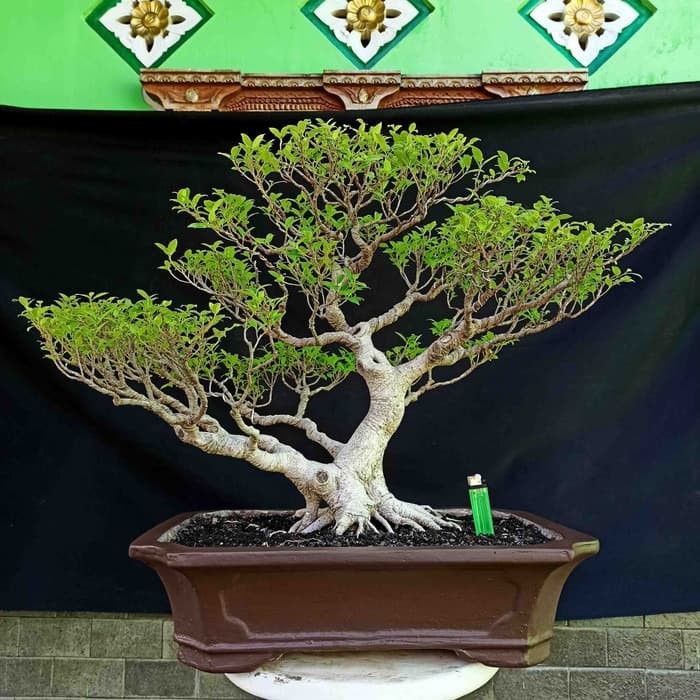 Jual Bonsai Hias Pohon Beringin Kimeng Ficus Microcharpa Prospek Kontes Kab Karanganyar Markas Keris Murah Tokopedia