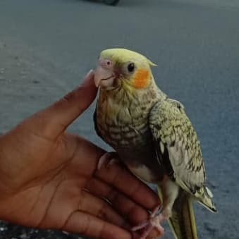 harga cockatiel