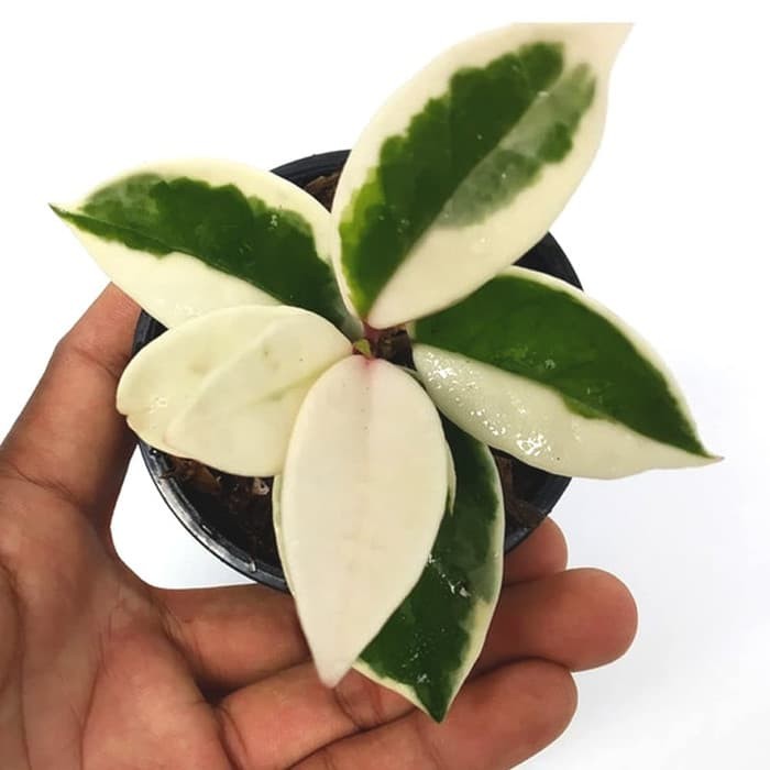 Jual Hoya carnosa 'Krimson Queen' Variegata Tanaman hias / indoor