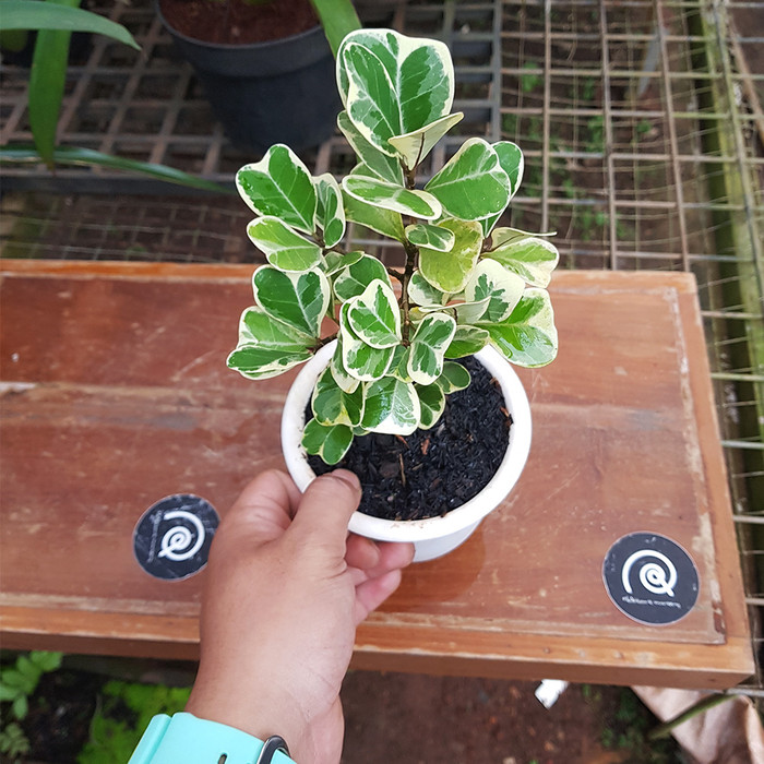 Jual Ficus  Triangularis  Variegata Tanaman  hias 