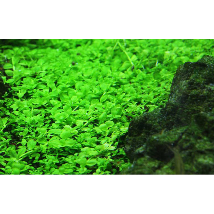 Jual Bibit Benih Tanaman Air Carpet Seed Aquascape Aquarium Monte Carlo Kota Depok Neo Geo Shop Tokopedia