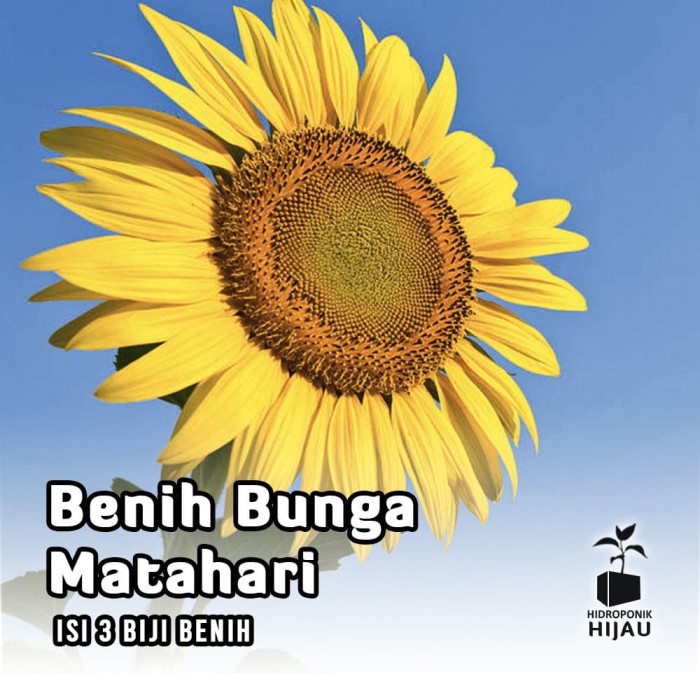 Bunga Matahari Lokal : jombang city guide: Taman Kanigoro : Cantiknya Kebun Bunga ... - 7,325 likes · 6 talking about this.