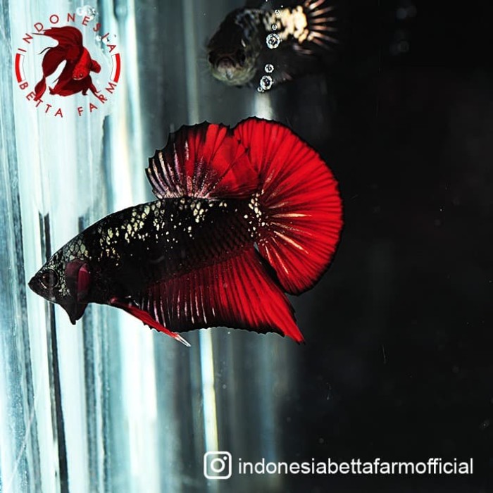 Jual Ikan Cupang Avatar Gold Vampire Top Grade Jantan Male 03 Jakarta Utara Cometmart Tokopedia