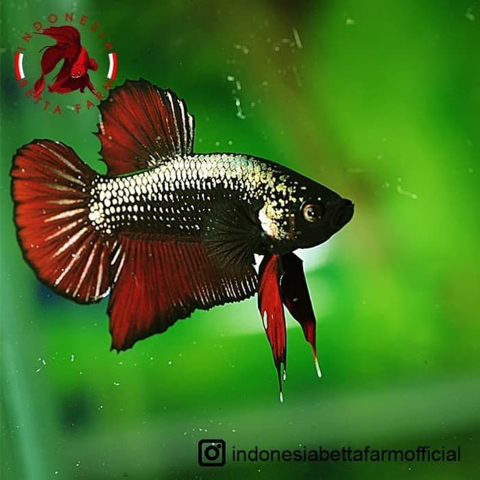 Jual Ikan Cupang Avatar Gold Vampire Top Grade Jantan Male 01 Jakarta Barat Bebepets Tokopedia