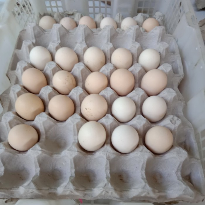 Telur Ayam Elba - Ayam Info