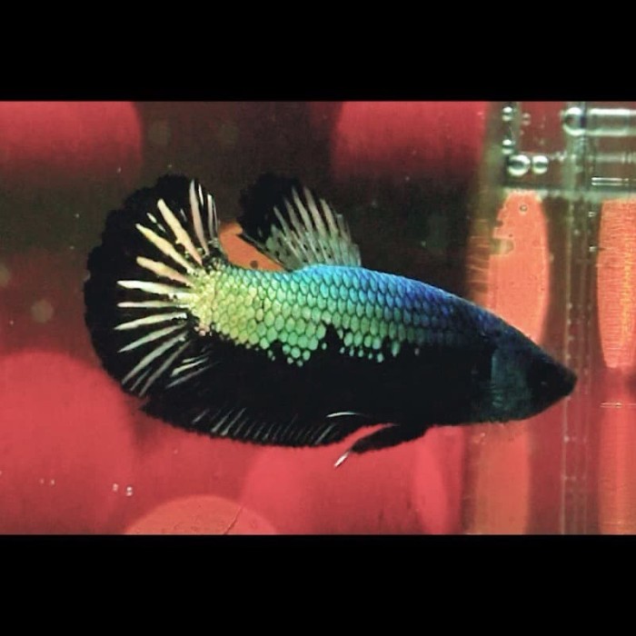 Jual Cupang Avatar Gold Kota Depok Cuan Betta Fish Jakata Tokopedia