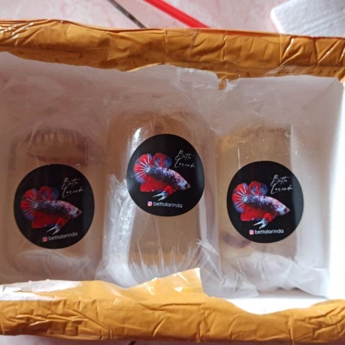 Jual Stiker Logo Betta Ikan Cupang Label Cetak Ikan Hias Aduan Kota Tangerang Aresaldi Shop Tokopedia Ingin merawat ikan cupang agar lebih sehat & punya warna cerah? stiker logo betta ikan cupang label cetak ikan hias aduan