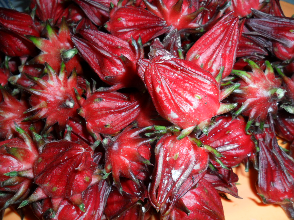jual bunga rosella merah ungu biji infiza jual bunga rosella merah ungu biji infiza