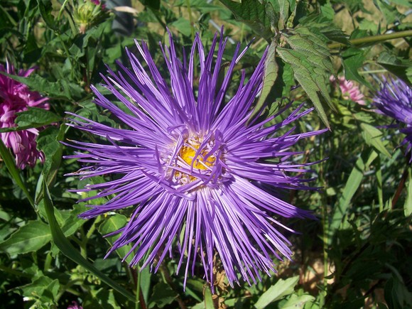 jual benih bibit bunga aster ostrich feather anneui jual benih bibit bunga aster ostrich feather anneui