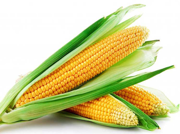 jual benih bibit biji jagung manis premium f1 jual benih bibit biji jagung manis premium f1