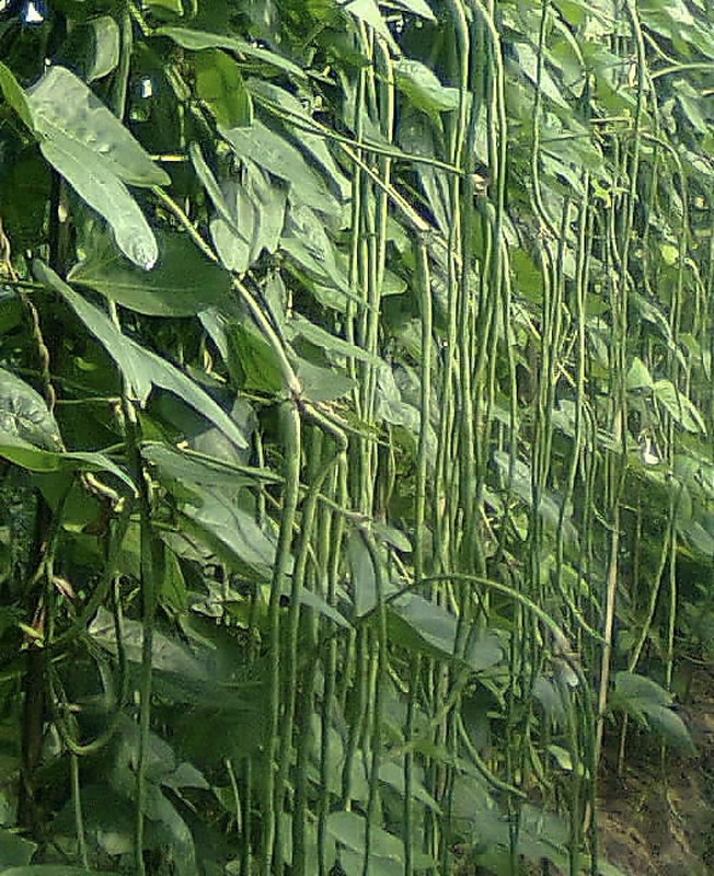 jual benih biji kacang panjang bali bibit bagus jual benih biji kacang panjang bali bibit bagus