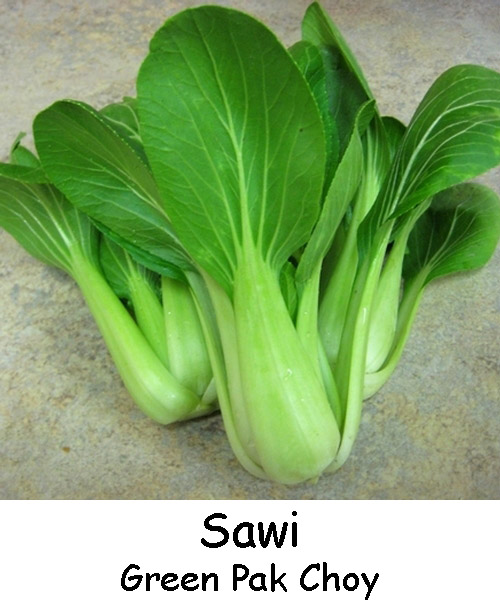 jual benih bibit sayur sawi green pak choy anneui jual benih bibit sayur sawi green pak choy anneui