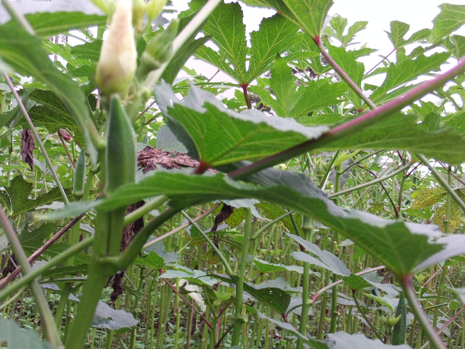 jual benih okra nasa store jual benih okra nasa store
