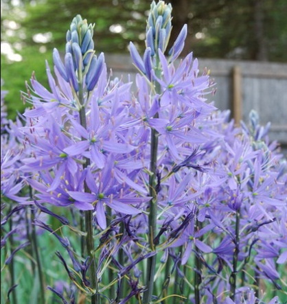 jual bibit benih bunga hyacinth bibit bunga jual bibit benih bunga hyacinth bibit bunga