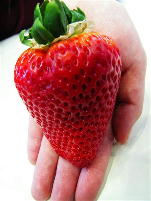 jual benih bibit buah strawberry merah besar jual benih bibit buah strawberry merah besar