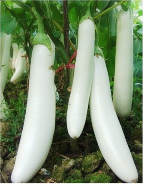 jual biji terong putih benih sayur terong putih kania f1 jual biji terong putih benih sayur terong putih kania f1