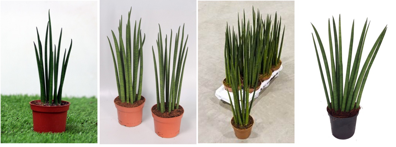 jual bibit sansevieria sp cylindrica bojer lidah mertua jual bibit sansevieria sp cylindrica bojer lidah mertua