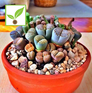 jual bibit benih biji tanaman kaktus lithops mix hocky jual bibit benih biji tanaman kaktus lithops mix hocky