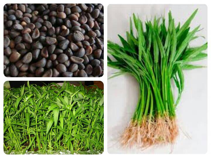 jual bibit kangkung unggul grow green jual bibit kangkung unggul grow green