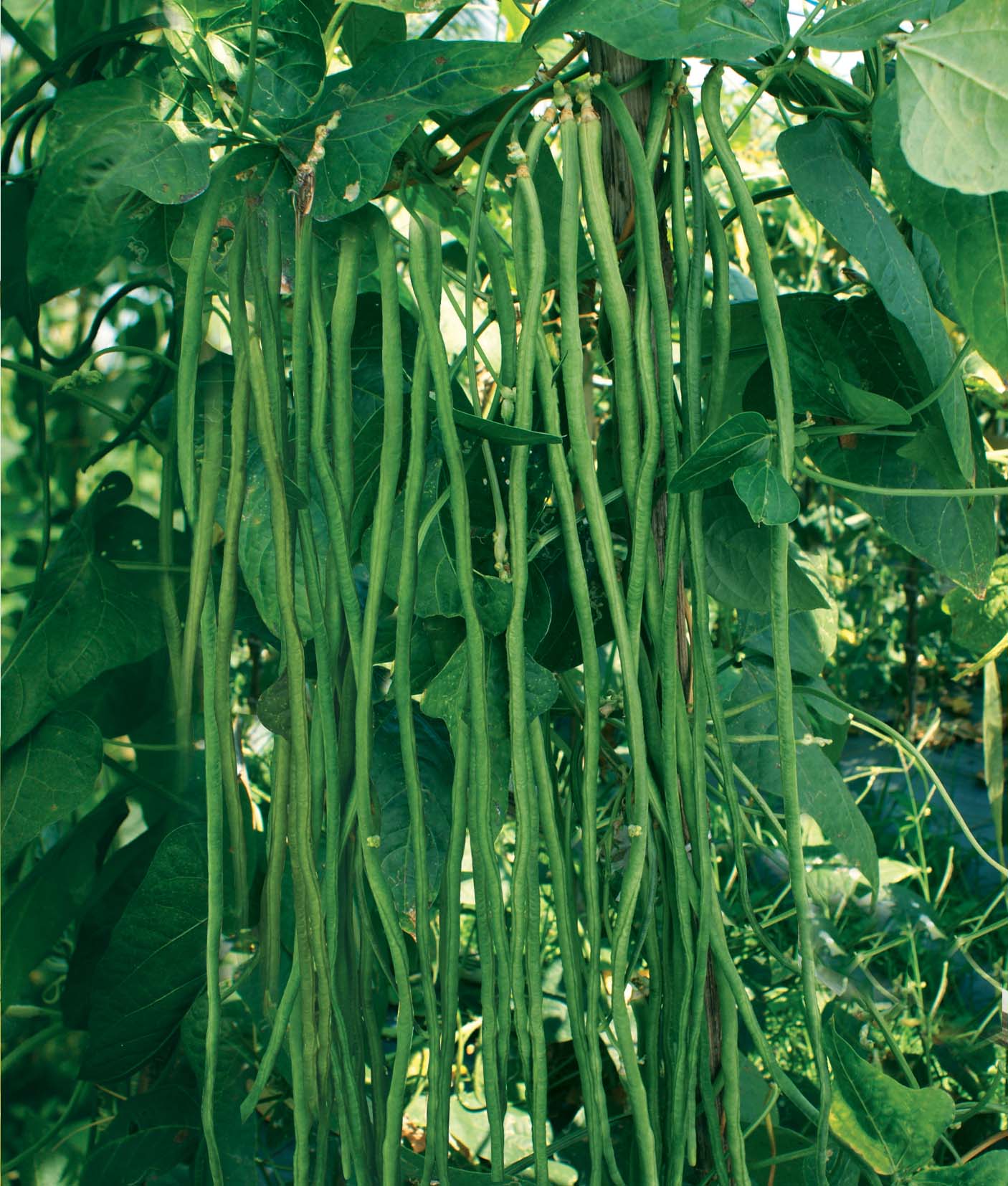 jual benih bibit sayur kacang panjang eceran adaptasi tinggi kualitas oke amefurashi jual benih bibit sayur kacang panjang eceran adaptasi tinggi kualitas oke amefurashi
