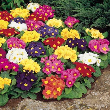 jual benih bibit biji seed bunga primrose springtide mix jual benih bibit biji seed bunga primrose springtide mix