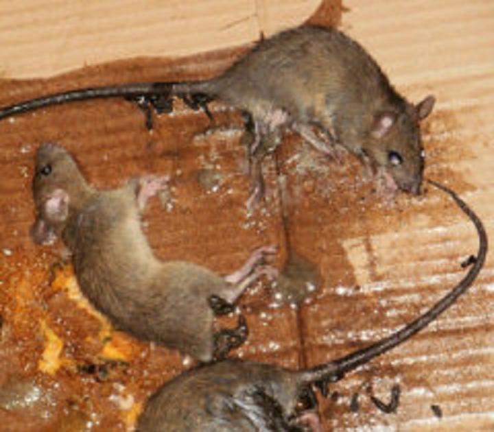 Jual Lem Tikus Cap Gajah untuk Perangkap Trap Super